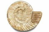 Polished Jurassic Ammonite (Kranosphinctes) - Madagascar #283221-1